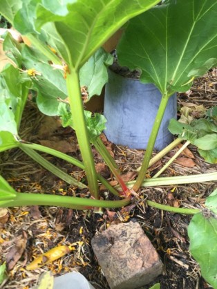 After harvesting 500g of rhubarb stalks.