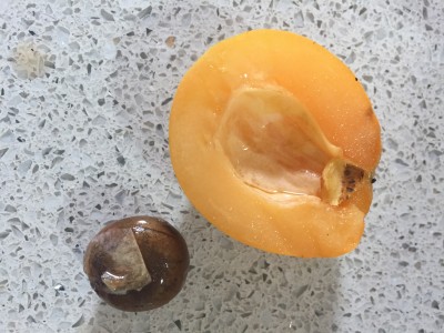 When the pip is removed, there is a while skin that it is best to remove. 