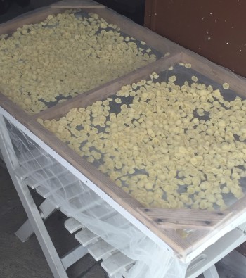 Hand-made orecchiette drying in the back streets in Bari.