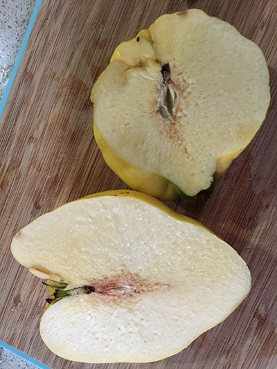 A quince, free of worms. 