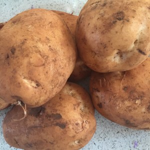 Sebago potatoes